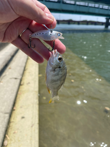 キビレの釣果