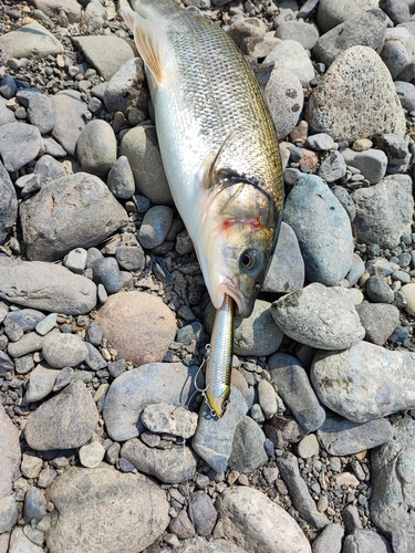 ウグイの釣果