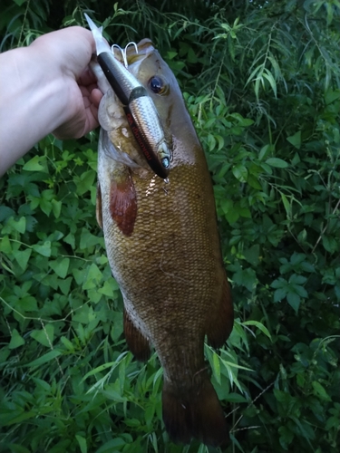 スモールマウスバスの釣果