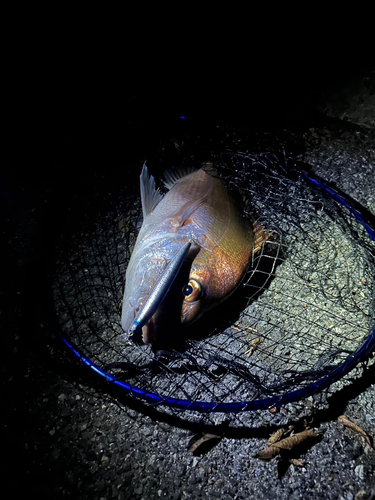 タイの釣果