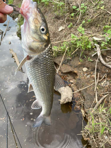 ニゴイの釣果