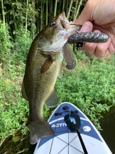 ブラックバスの釣果