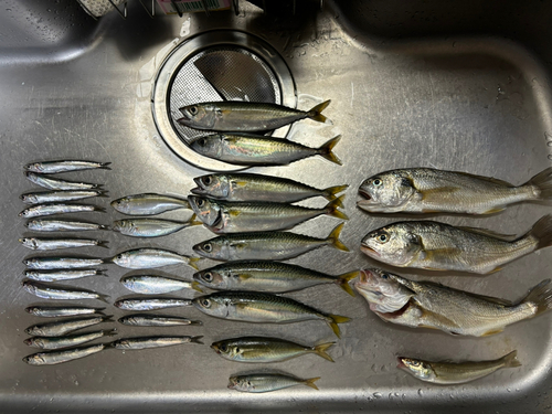 イシモチの釣果