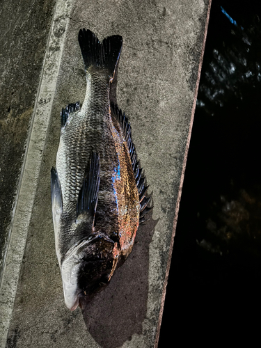 クロダイの釣果