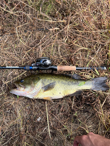 ラージマウスバスの釣果