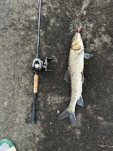 ニゴイの釣果