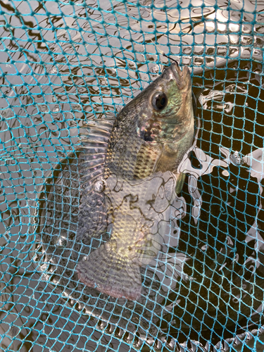 イズミダイの釣果