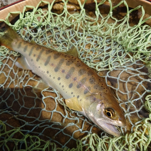 ヤマメの釣果