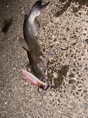 アメリカナマズの釣果