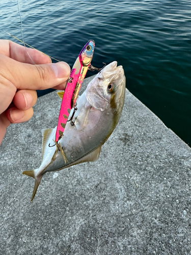 シオの釣果