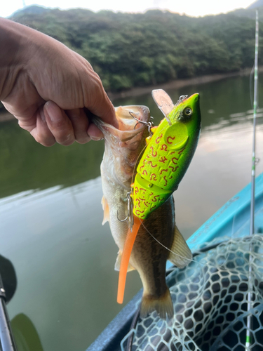 ブラックバスの釣果