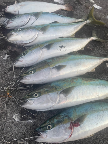 イナダの釣果