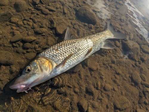 ニゴイの釣果