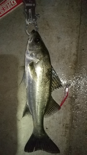 フッコ（マルスズキ）の釣果