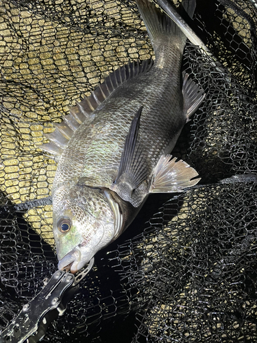 クロダイの釣果