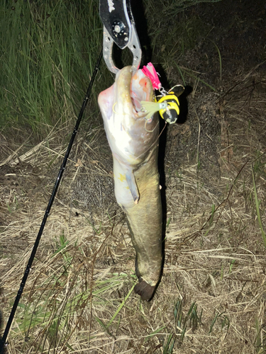 マナマズの釣果