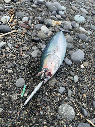 ソウダガツオの釣果