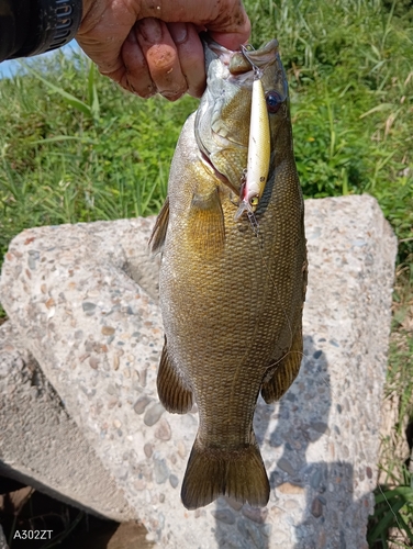 スモールマウスバスの釣果