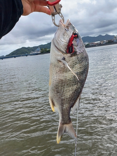 キビレの釣果