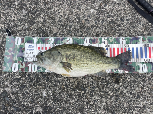 ブラックバスの釣果