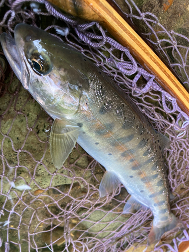 ヤマメの釣果