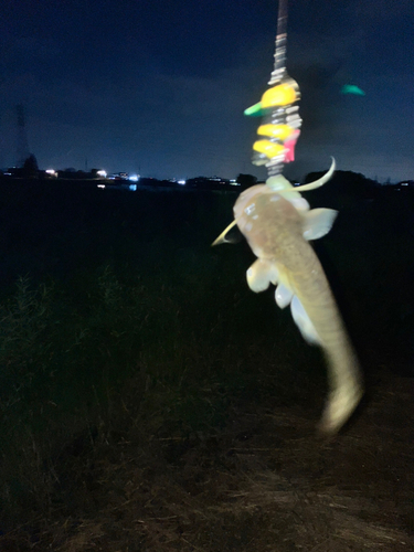 マナマズの釣果