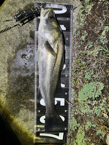 シーバスの釣果