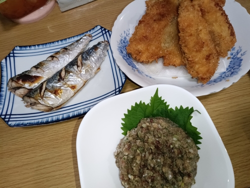 サバの釣果