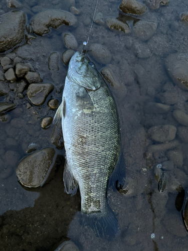 釣果