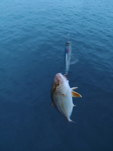 ショゴの釣果