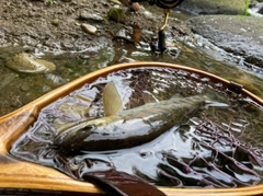 ヤマメの釣果