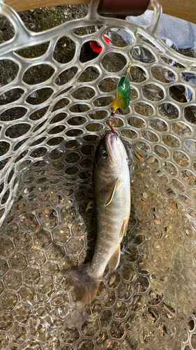 イワナの釣果