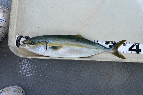 ツバスの釣果