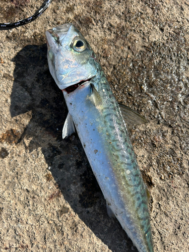 マサバの釣果