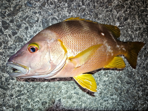 シブダイの釣果