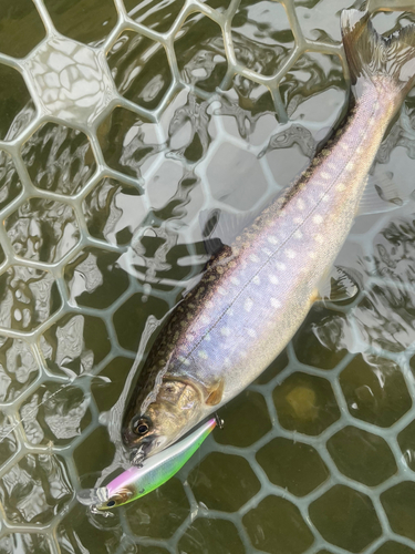 アメマスの釣果