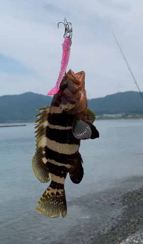 アオハタの釣果