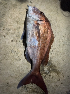 タイの釣果