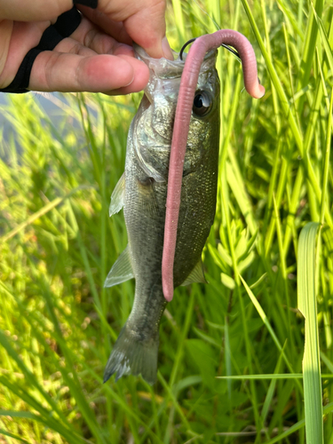 ブラックバスの釣果