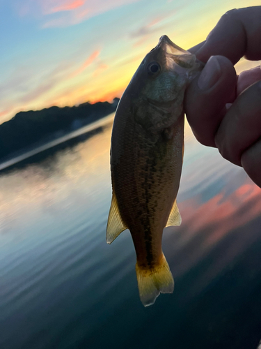 ラージマウスバスの釣果