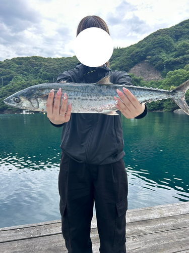 サゴシの釣果