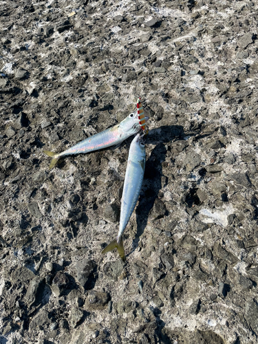 サバの釣果