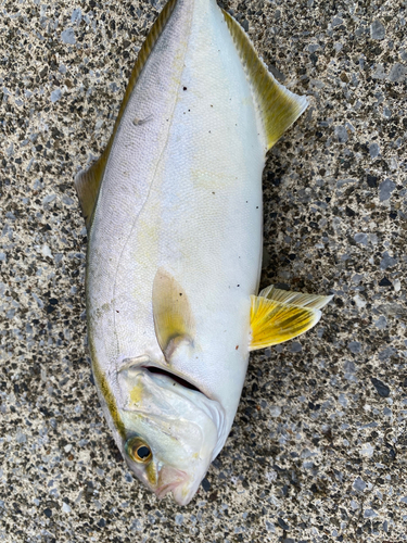 ショッコの釣果