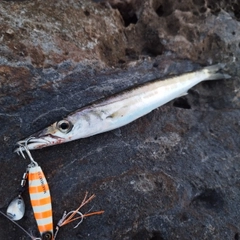 カマスの釣果