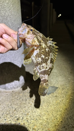 タケノコメバルの釣果