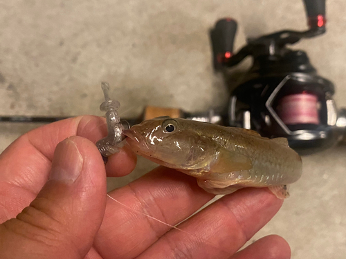 マハゼの釣果