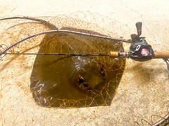 アカエイの釣果