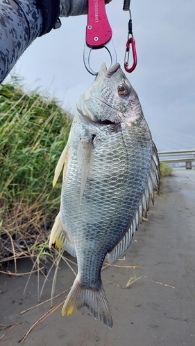 キビレの釣果