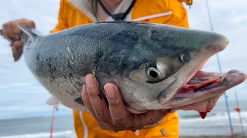 アキアジの釣果