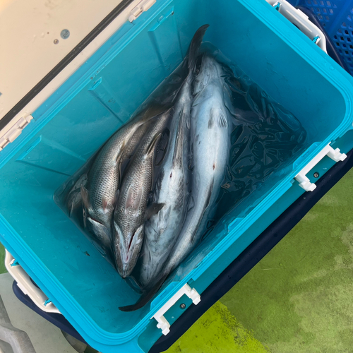 クロムツの釣果